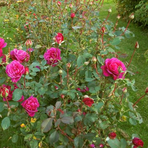 Różowy  - Róże pienne - z kwiatami hybrydowo herbacianymi - korona równomiernie ukształtowana